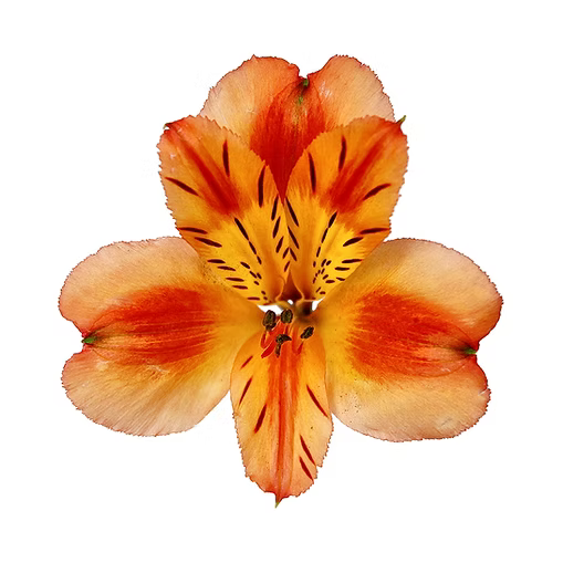 Alstroemeria- Fancy