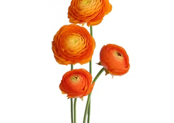Ranunculus