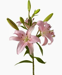 Oriental Lily