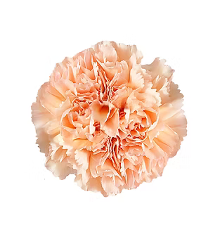 Carnation