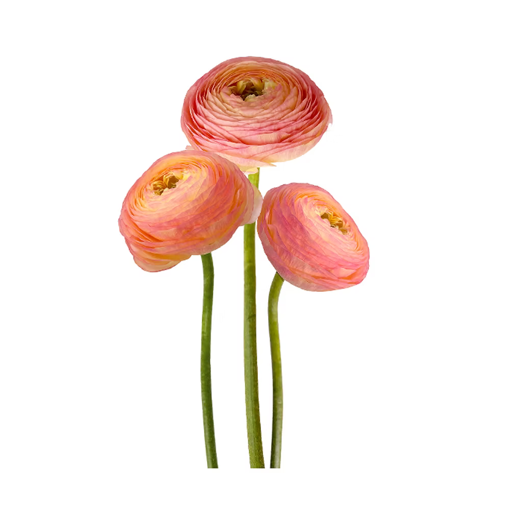Ranunculus