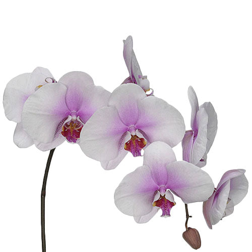 Orchids