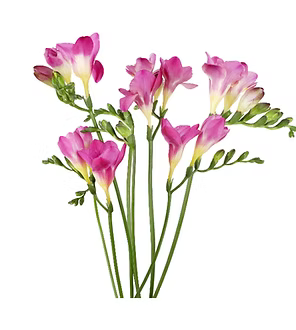 Freesia