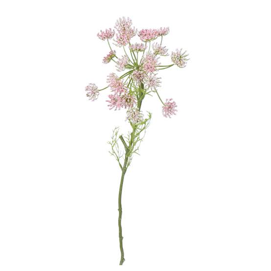 Queen Anne's Lace