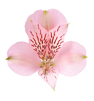 Alstroemeria- Fancy
