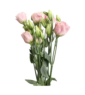 Lisianthus