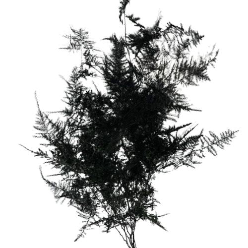 Plumosa - Tinted