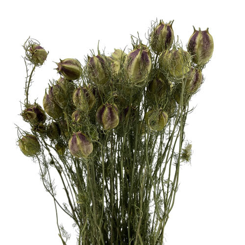 Nigella - Pods