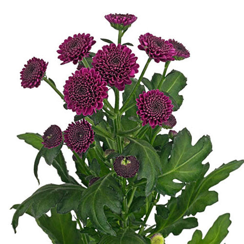 Pompon Button - Purple