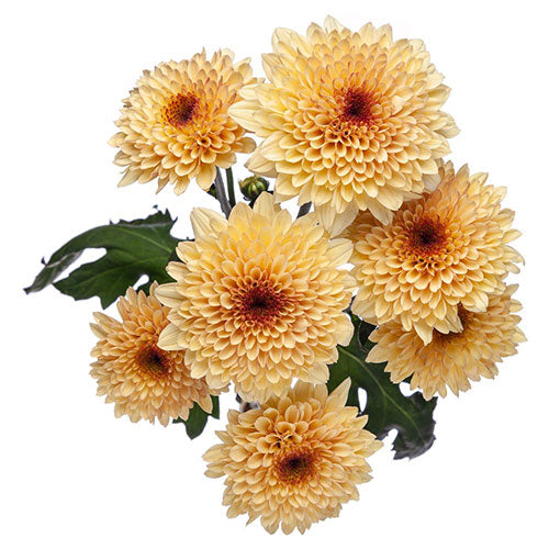 Pompon Cushion - Creme Brulee