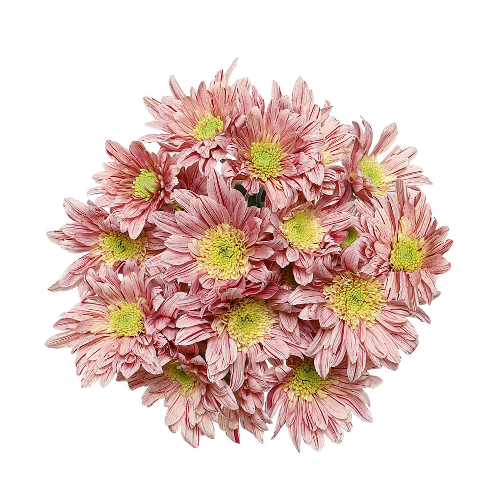 Pompon Novelty