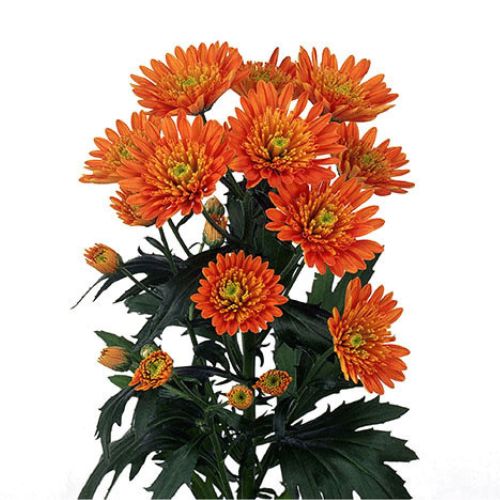 Pompon Cushion - Orange