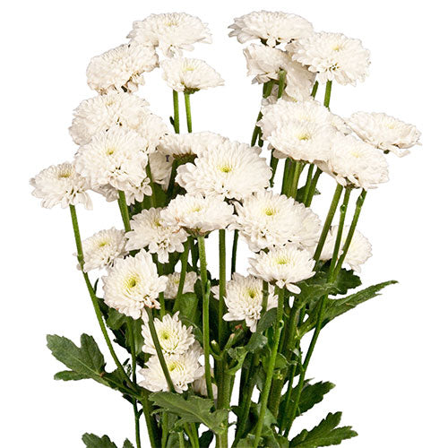 Pompon Button - White