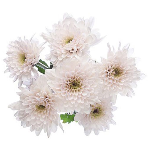 Pompon Cushion - Cream