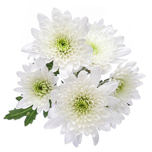 Pompon Cushion - White