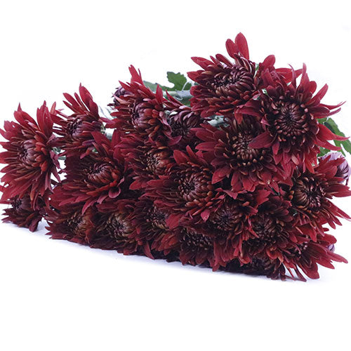 Pompon Cushion - Red