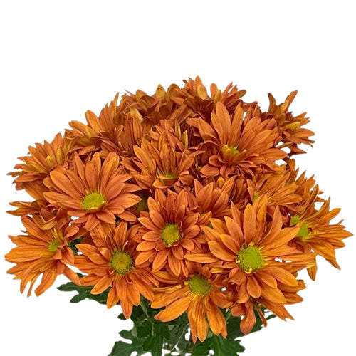 Pompon Daisy - Bronze