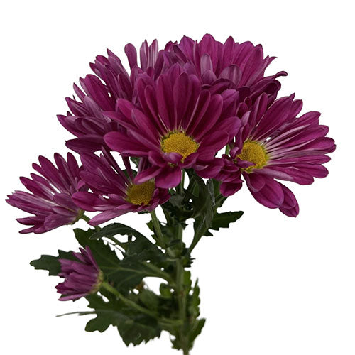 Mums & Poms