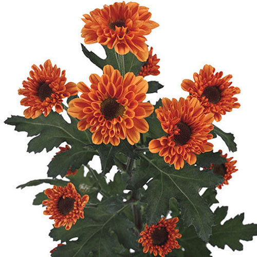 Pompon Novelty - Vyking Orange