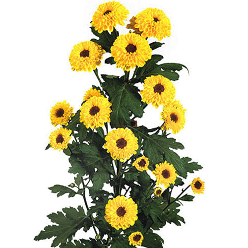 Pompon Novelty - Vyking Yellow
