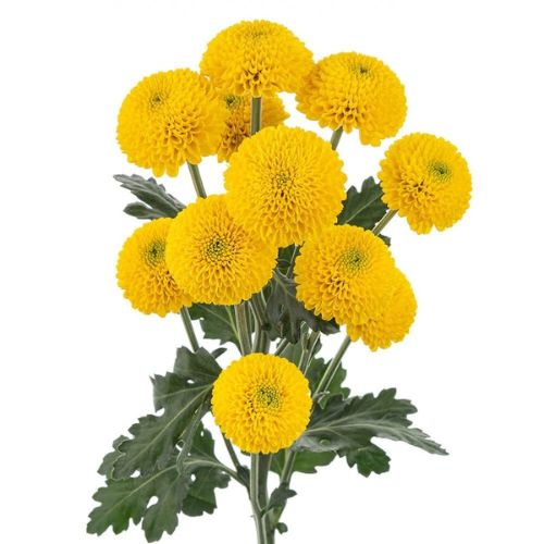 Pompon Button - Yellow