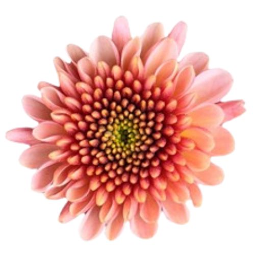Pompon Button - Peach
