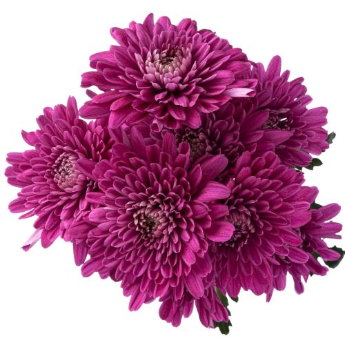 Pompon Cushion - Purple