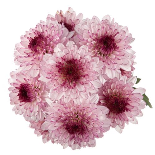 Pompon Cushion - Pink