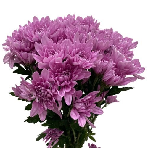 Pompon Cushion - Lavender