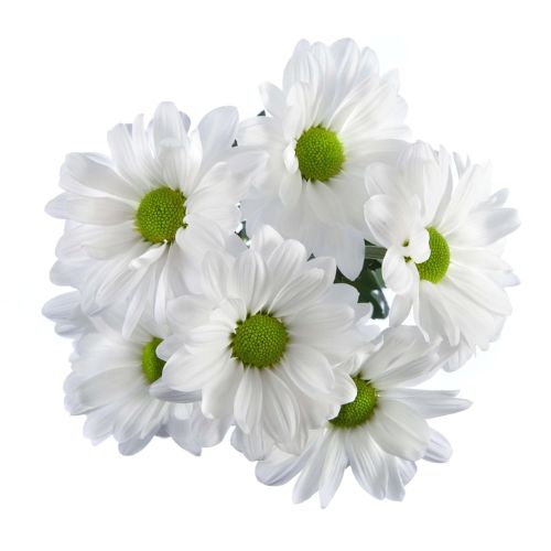 Pompon Daisy - White