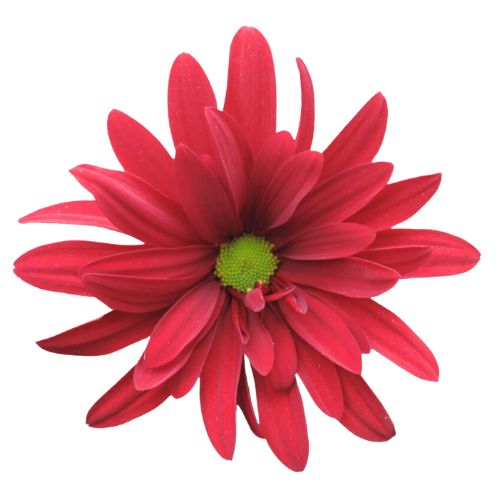 Pompon Daisy - (Brahma)