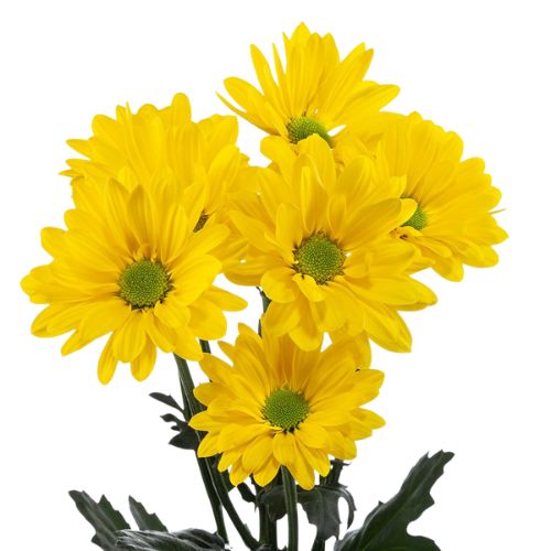 Pompon Daisy - Yellow