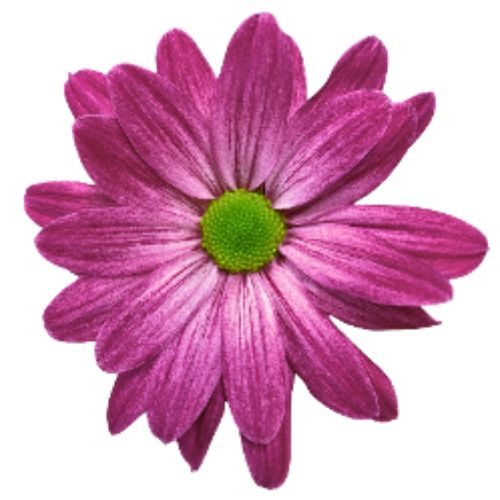 Pompon Daisy - Dark Pink