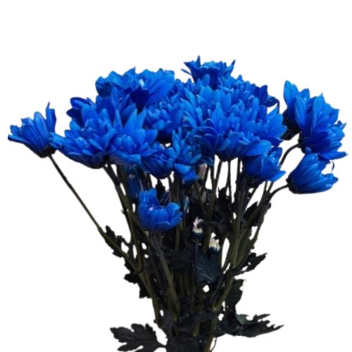 Pompon Daisy - Blue