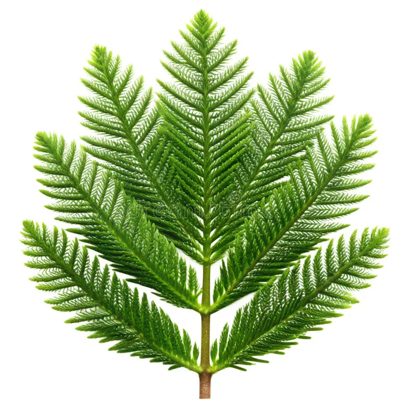 Araucaria Foliage