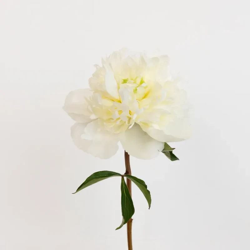 Peony