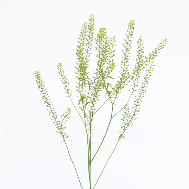 Lepidium
