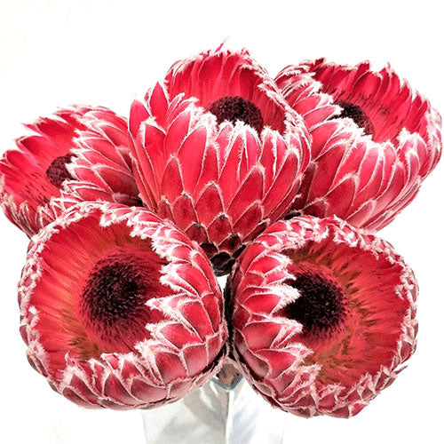 Protea - Standard
