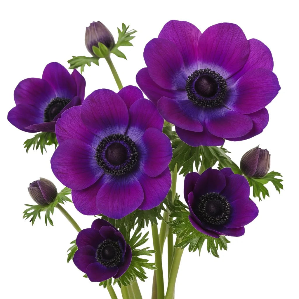 Anemone