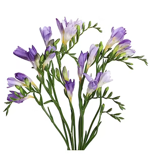 Freesia