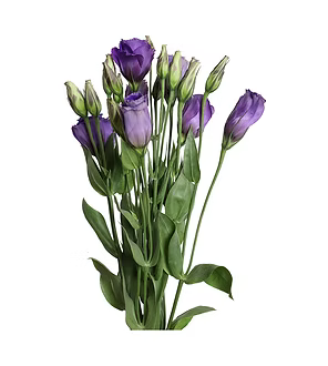 Lisianthus