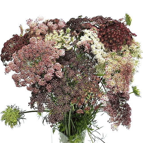 Queen Anne's Lace - Chocolate