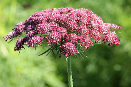 Queen Ann Lace - Pink