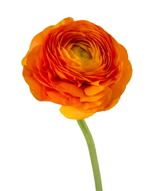 Ranunculus
