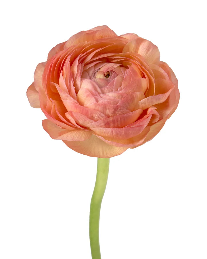 Ranunculus