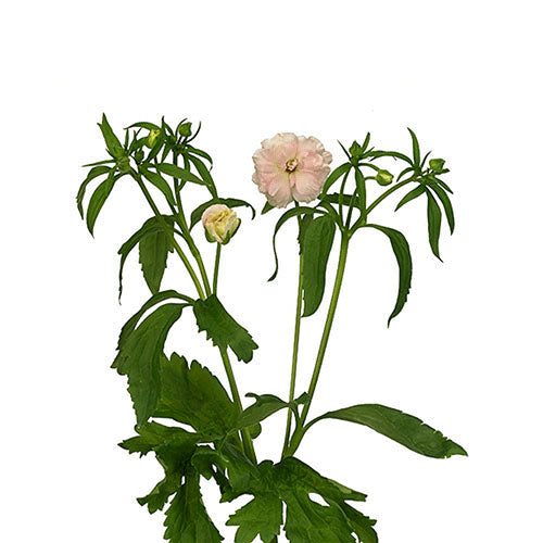 Butterfly Ranunculus - Ariadne (Blush)