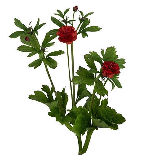 Butterfly Ranunculus - Hades Red