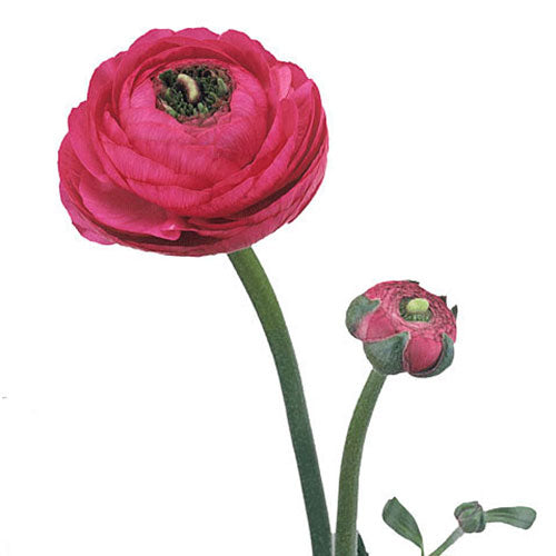 Ranunculus - Elegance/Standard- Hot Pink