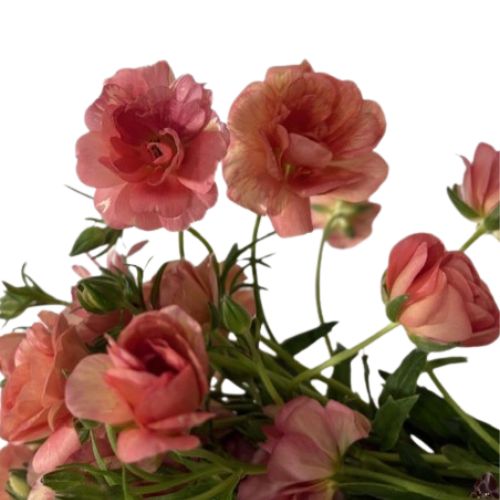 Butterfly Ranunculus - Magical Salmon