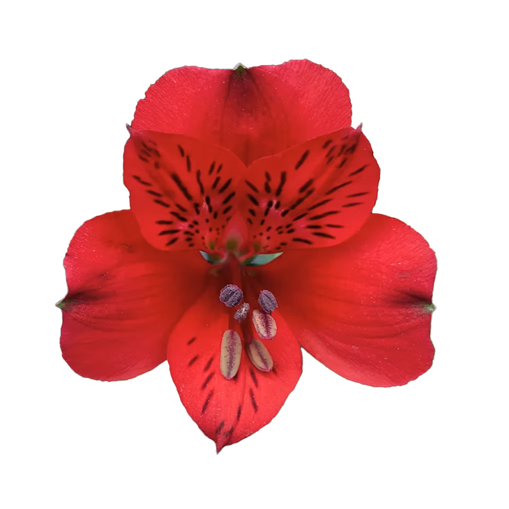 Alstroemeria- Fancy